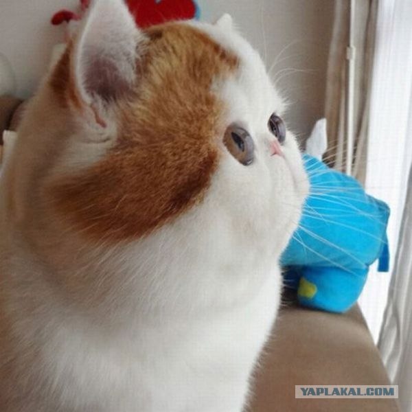 Котовторник  от 3.04.2012