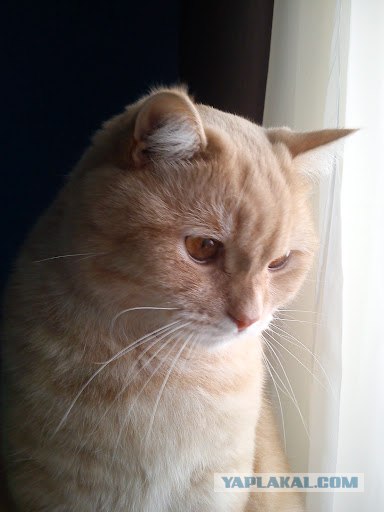 Котовторник 24.04.2012