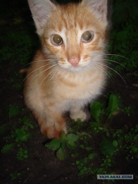 Котовторник 29.05.2012