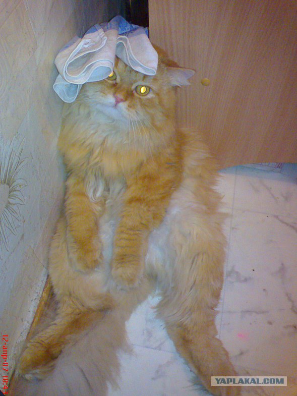 Котовторник 31.07.2012 г.