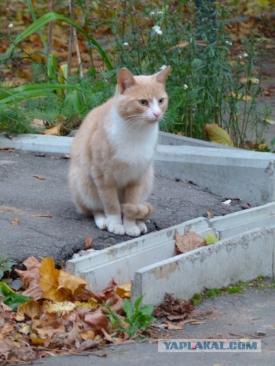 Котовторник 2.10.2012