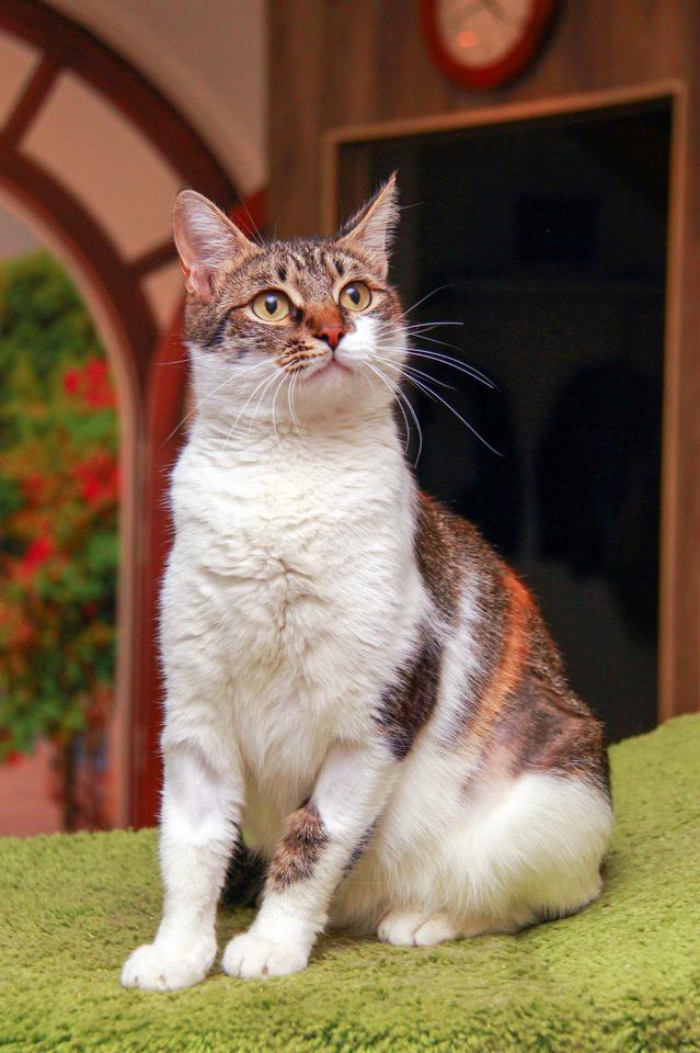 Забавные фото котеек