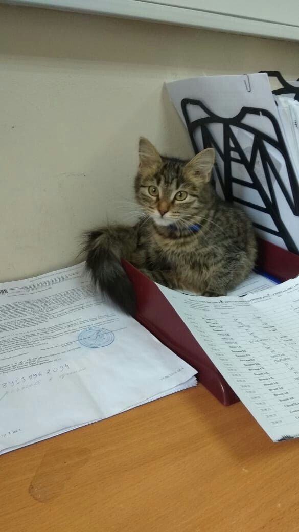 Забавные фото котеек
