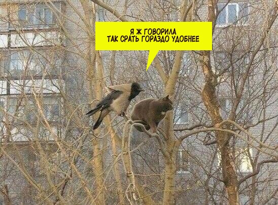 Операция "Деградация", часть вторая