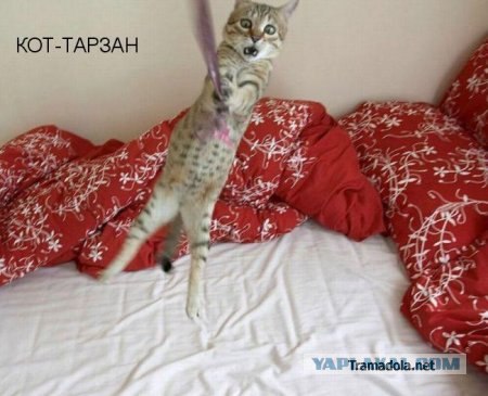 Олимпиада. Выступление гимнаста. Перекладина.