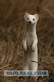 Норка vs. крыса