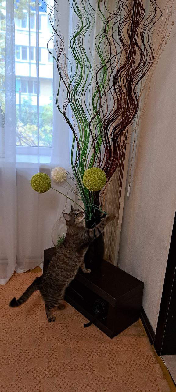 Вторник, сэр кот