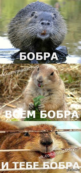 Жена разводит свинарник