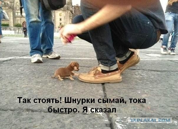 Собака напала на человека