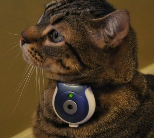 "Кото-погоня"