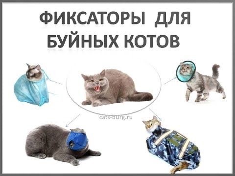Подборка пёселей у ветеринаров