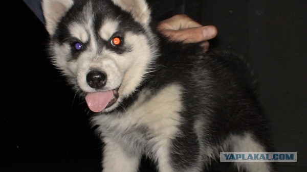 10 самых агрессивных пород собак