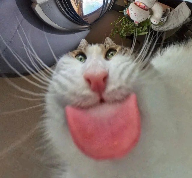 Смешные коты, которые бы победили на конкурсе абсурдных фотографий