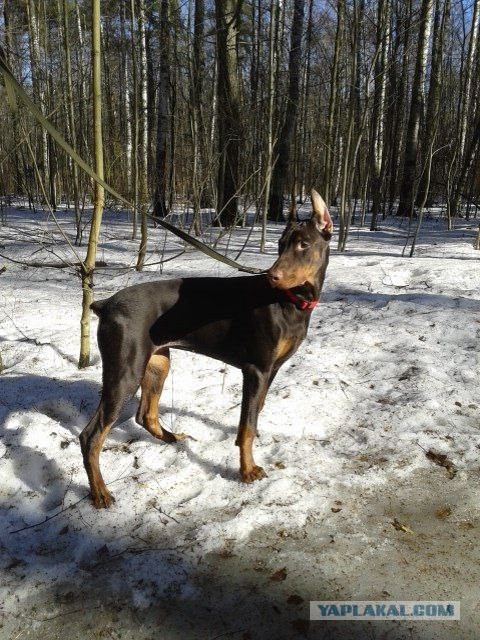 А у Даны д.р. Ей 11 лет..