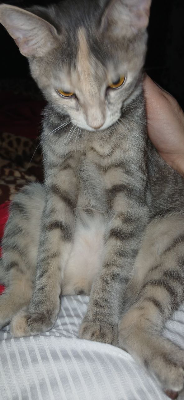 А котовторник уже пришёл?