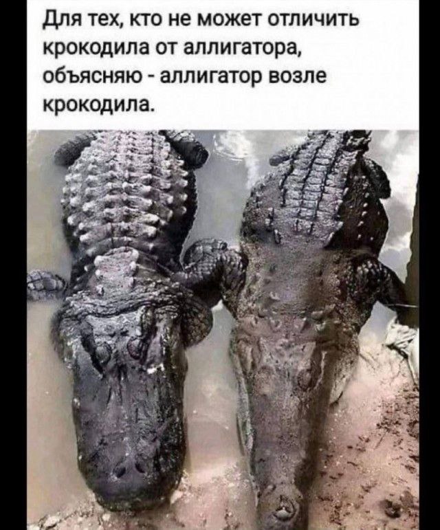 Картиночки, баянчики 23 марта