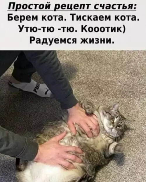 К котовторнику: подборка картинок-баянов с котиками и про котиков. Выпуск 33..