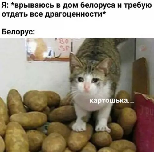 К котовторнику: подборка картинок-баянов с котиками и про котиков. Выпуск 38.