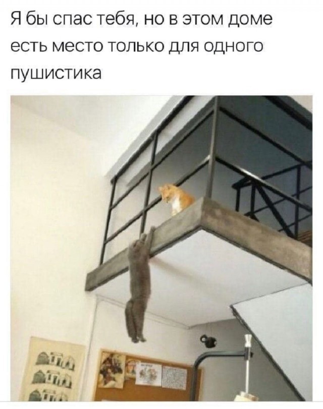 Всемирный день котиков.