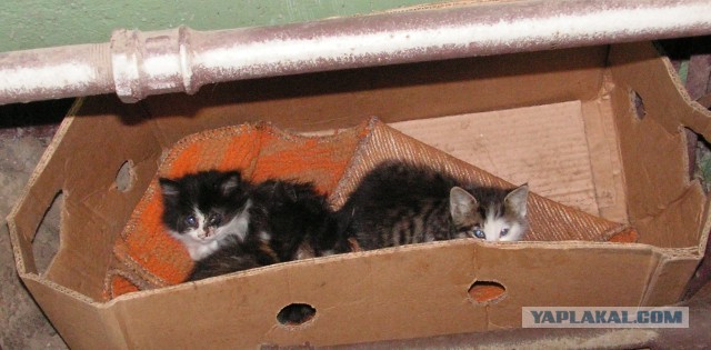 Три маленьких котенка ждут помощи!