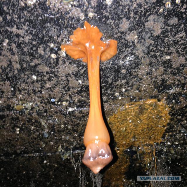 Странные и удивительные животные