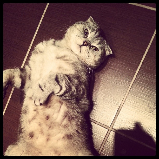 Котовторник   17.12.2013