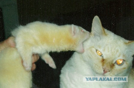Нед – котенок, который дружит с хорьками
