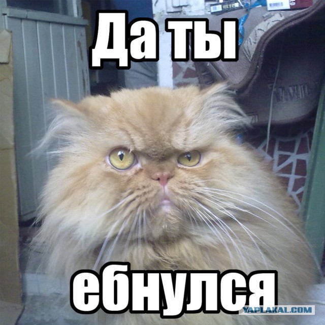 Война полов.