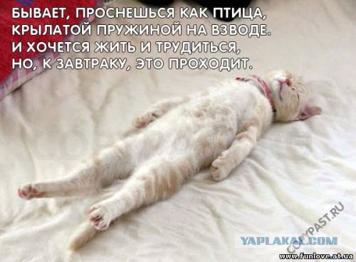 6 причин быть котом
