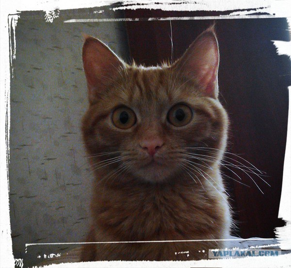 Котовторник 28.04.2015
