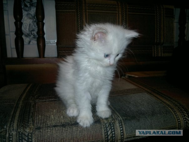 Котовторник 25.08.2015