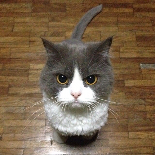 Котовторник