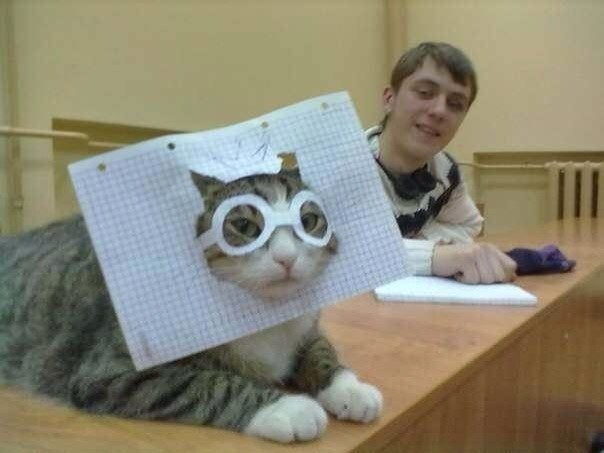 Прикольные коты