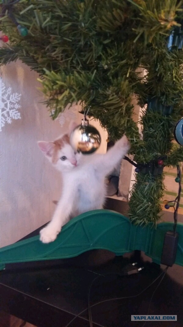 Новый год с котом Антоном