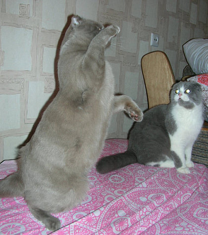Коты, кошки, котята