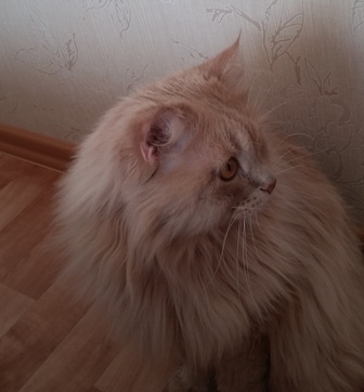 Котовторник 26.01.2016