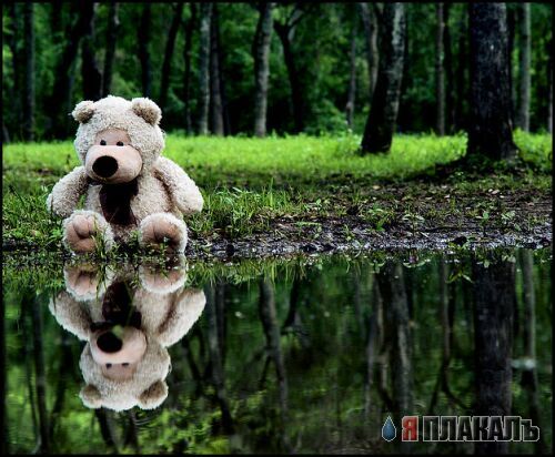 Все о МЕДВЕДЯХ
