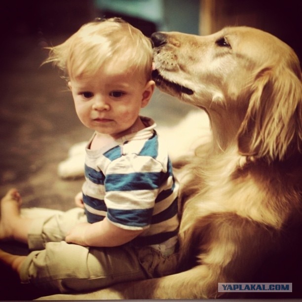 Собаки и дети