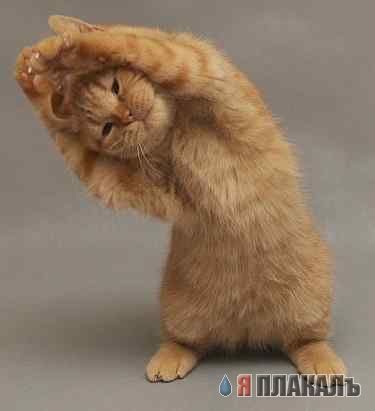 Котовторник!