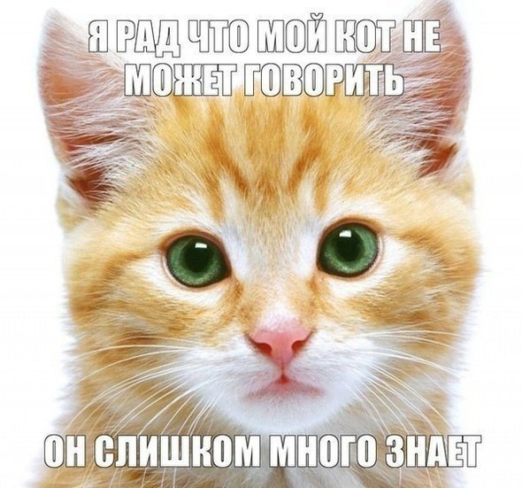 Мохнатые беспредельщики