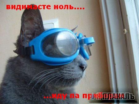 Прикольные котейки