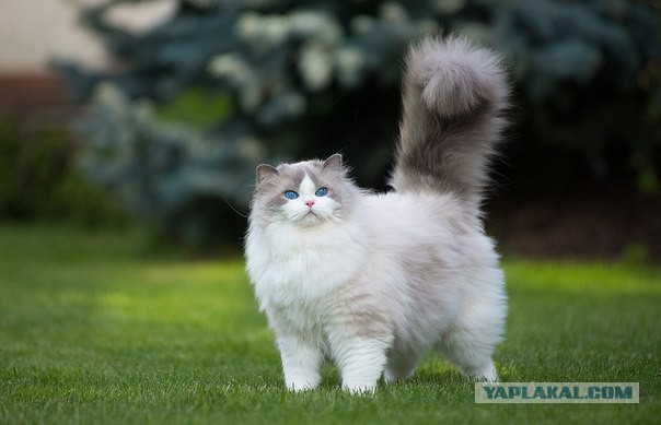 "Оскара" - котикам!