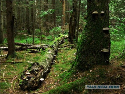 Самые страшные леса мира
