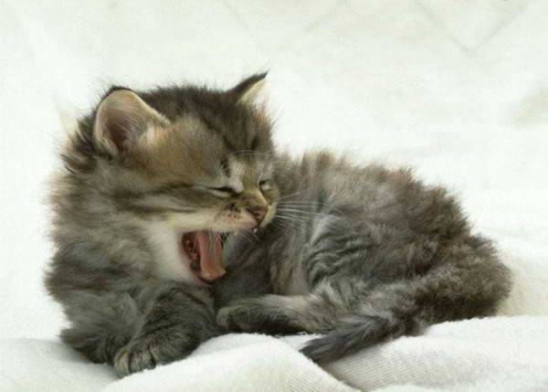 Котовторник на ЯПе (29.01)