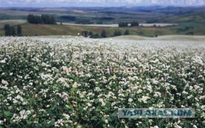 Кулинария. Вопросы и ответы, ...