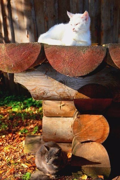 Котопрятки