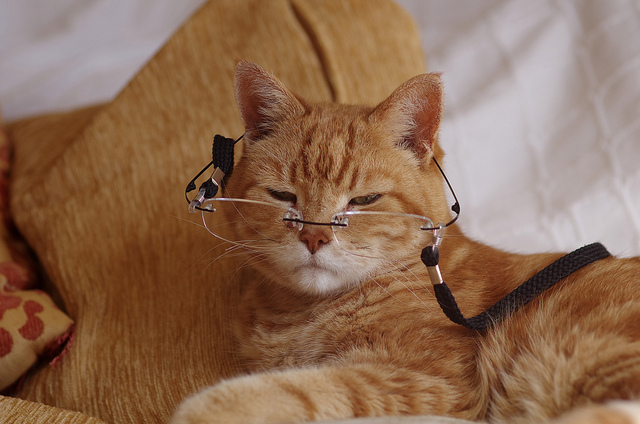 Коты из сети