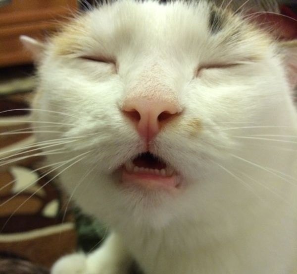 Коты и Кошки