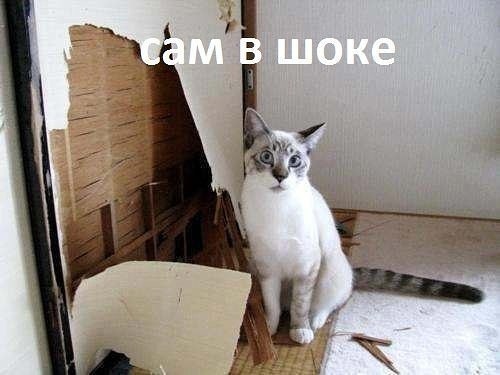 Коты и Кошки