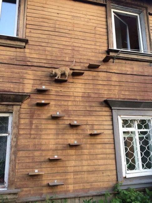 Коты и Кошки